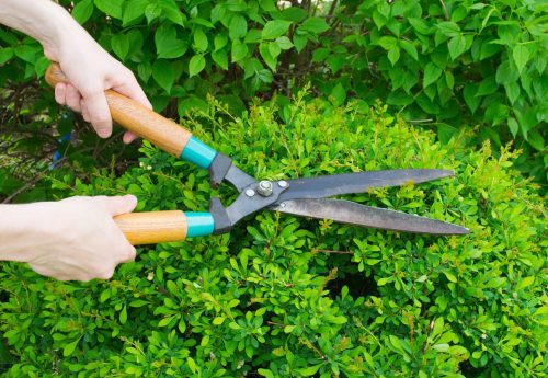 pruning plants1